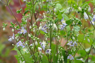 Interesting plants in the garden