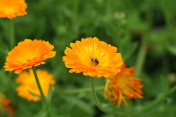 Orange calendula flowers in the garden