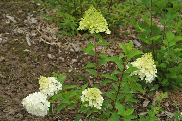 White hydrangea flowers in the garden