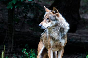 Wolf im Portrait