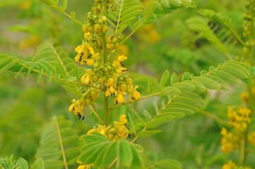 Interesting plants in the garden
