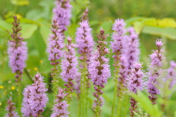 Interesting plants in the garden