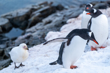 Gentoo penguins in Antarctica. Wild nature.