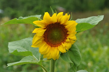 Sunflower flower in the garden