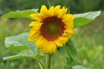 Obraz premium Sunflower flower in the garden