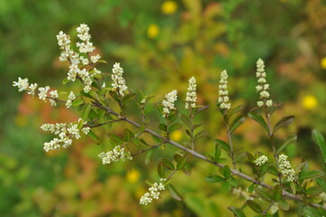 Interesting plants in the garden