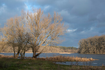 Fototapeta premium A tree on the river bank 