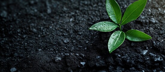 Naklejka premium Young sprout growing from dark soil. (1)