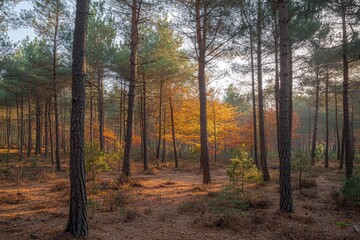 Obraz premium Beautiful autumn forest with tall trees and sunlight rays filtering through the foliage Landscape of the forest in the fall season Generative AI