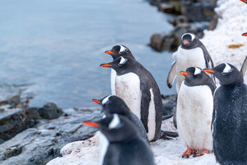 Obraz premium Gentoo penguins in Antarctica. Wild nature.