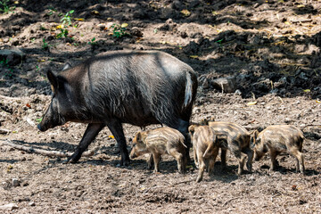 Wildschwein Familie