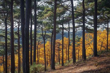 Obraz premium Beautiful autumn forest with tall trees and sunlight shining through the leaves, an autumnal landscape in a pine tree forest Generative AI