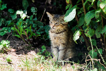 Obraz premium Wildkatzenjunges