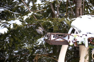 Bird in winter in snowy mountains near a bird feeder in green spruce trees