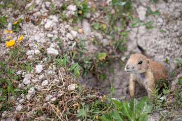 prairie dog peeking out of an underground hole to it's home