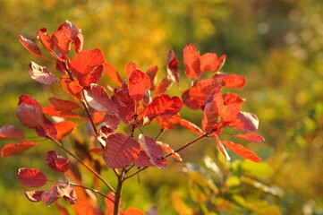Interesting plants in the garden