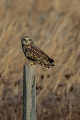 Short-eared owl