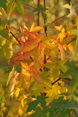 Interesting plants in the garden