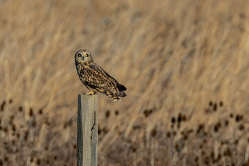 Short-eared owl