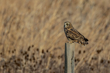 Short-eared owl
