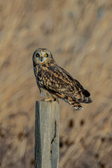 Short-eared owl