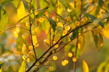 Yellow olive berries on a bush