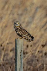 Short-eared owl