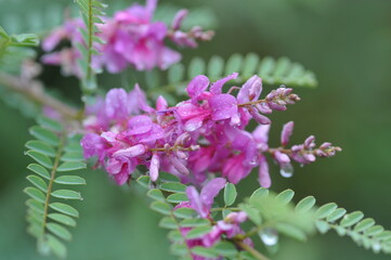 Purple pink flowers and plants in the garden