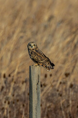 Short-eared owl