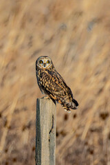 Short-eared owl