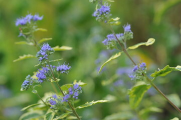 Purple pink flowers and plants in the garden