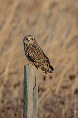 Short-eared owl