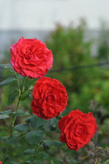 Red rose flowers in the garden