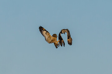 Short-eared owl