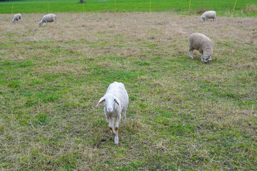 Eine Ziege auf der Weide
