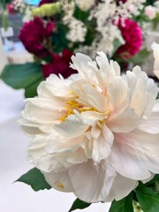 Paeonia lactiflora Pastel elegance. a white peony with a milky  Shade in a vase