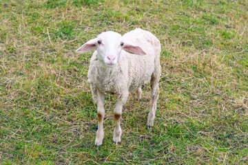 Eine Ziege auf der Weide