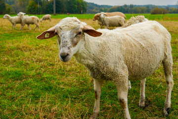 Eine Ziege auf der Weide