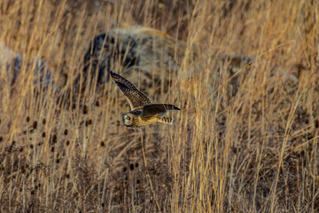 Short-eared owl