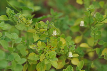 Interesting plants in the garden