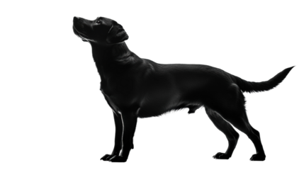 Black dog standing with a proud posture isolated on transparent background