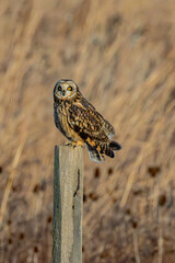 Short-eared owl