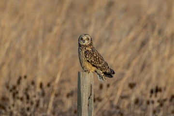 Short-eared owl