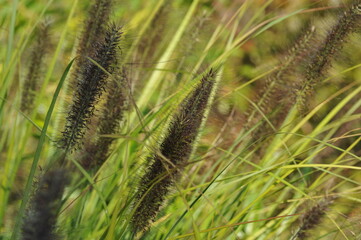 Interesting plants in the garden