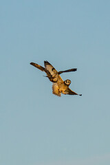 Short-eared owl
