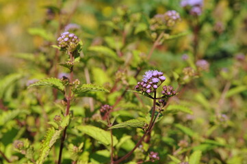 Purple pink flowers and plants in the garden