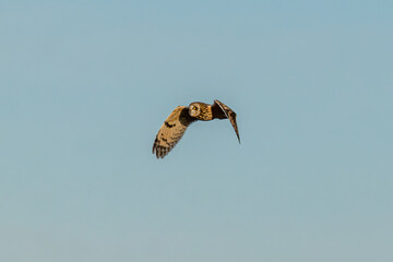 Short-eared owl