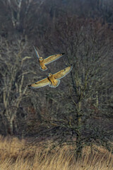 Short-eared owl