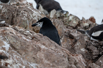 Chinstrap penguin (Pygoscelis antarcticus) in Antarctica. Wild nature.