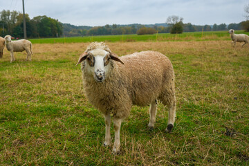 Obraz premium Weide mit Schafen